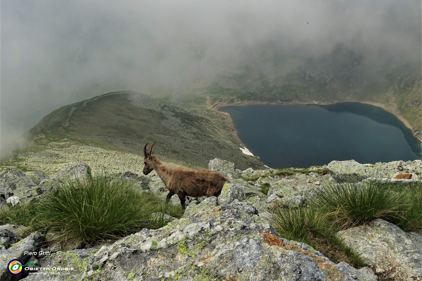 46 Uno stambecco si abbassa verso il Lago Moro.JPG